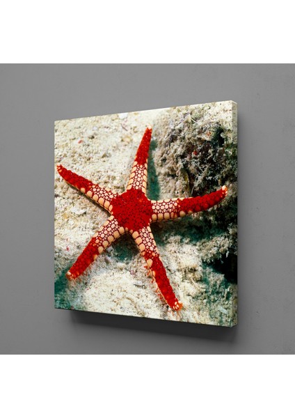 Kırmızı Deniz Yıldızı Kanvas Tablo 140X140CM