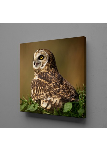 Kahverengi Baykuş Kanvas Tablo 100X100CM