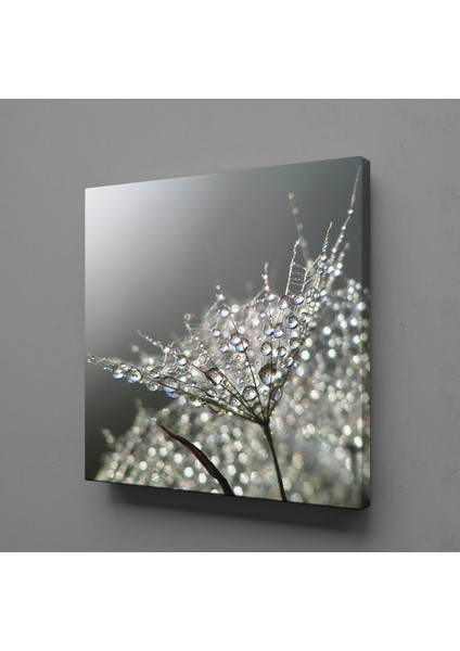 Karahindiba Çiçeği Tüğleri Kanvas Tablo 100X100CM