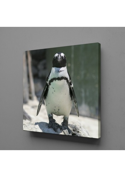 Penguen Kanvas Tablo 80X80CM
