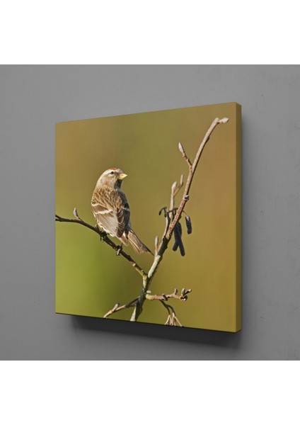 Yavru Güvercin Kanvas Tablo 130X130CM