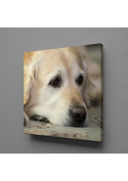Beyaz Masum Köpek Kanvas Tablo 110X110CM