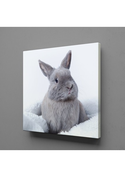 Gri Tavşan Kanvas Tablo 100X100CM