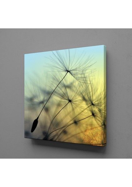 Karahindiba Çiçeği Resmi Kanvas Tablo 40X40CM