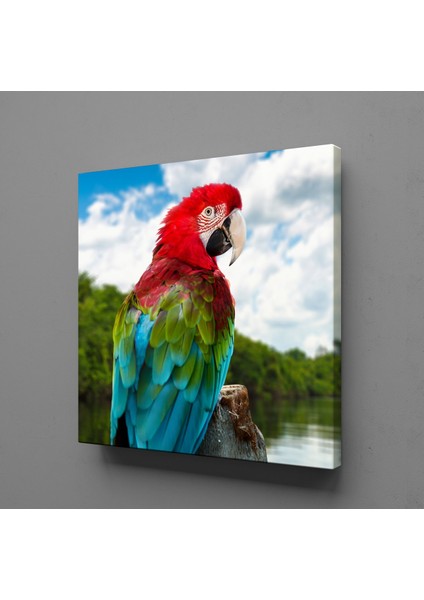 Renkli Papağan Kanvas Tablo 130X130CM