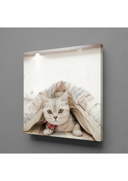 Sevimli Kedi Kanvas Tablo 50X50CM