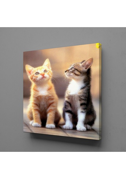 Farklı Renkte Kedi Kanvas Tablo 150X150CM
