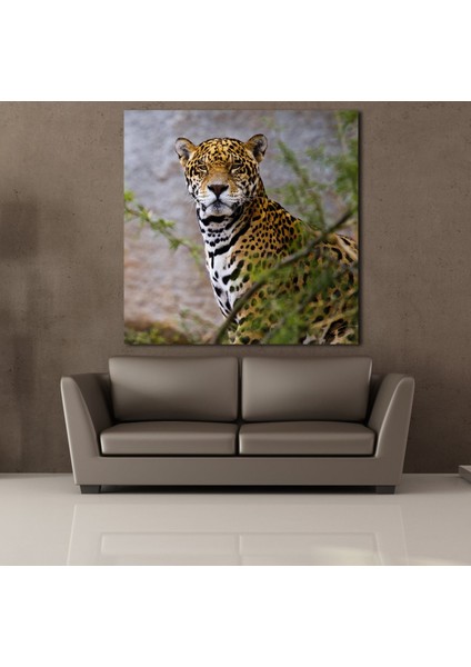 Leoparın Duruşu Kanvas Tablo 180X180CM