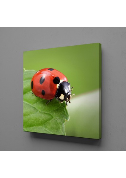 Yaprağın Üstünde Uğur Böceği Kanvas Tablo 190X190CM
