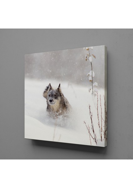 Kahverengi Kurt Kanvas Tablo 150X150CM