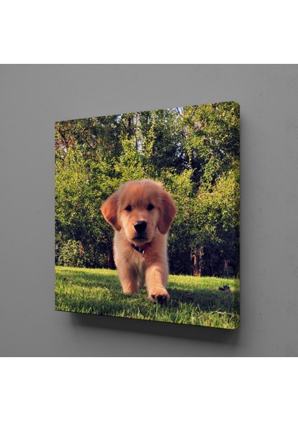 Kahverengi Yavru Köpek Kanvas Tablo 200X200CM