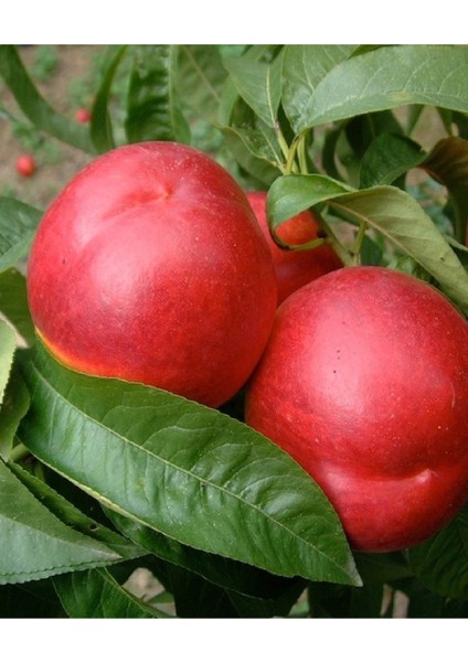 ( 5 Adet ) Aşılı Nektarin Fidanı ( Tüysüz Şeftali ) 3 Yaş