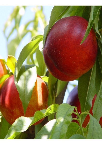 ( 6 Adet ) Aşılı Nektarin Fidanı ( Tüysüz Şeftali ) 3 Yaş