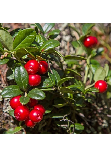 Kızılcık Marmelatı (600G)