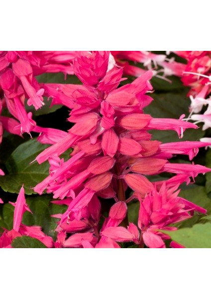 Pembe Ateş Çiçeği - Salvia F1 Tohumu ( 30 Tohum )