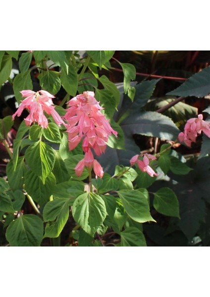 Pembe Ateş Çiçeği - Salvia F1 Tohumu ( 30 Tohum ) modelleri