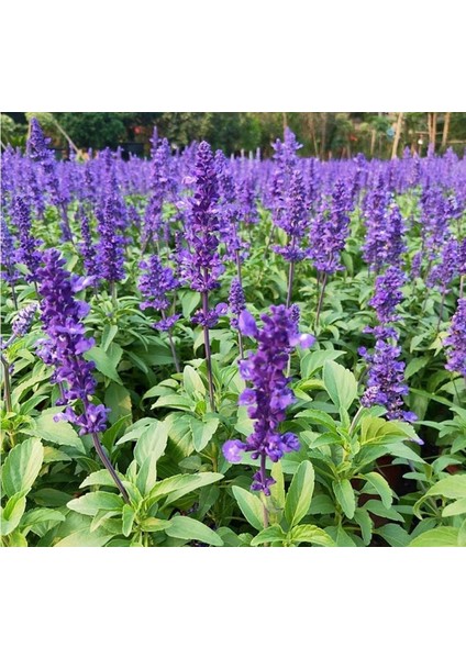 Leylak Ateş Çiçeği - Salvia F1 Tohumu ( 30 Tohum )