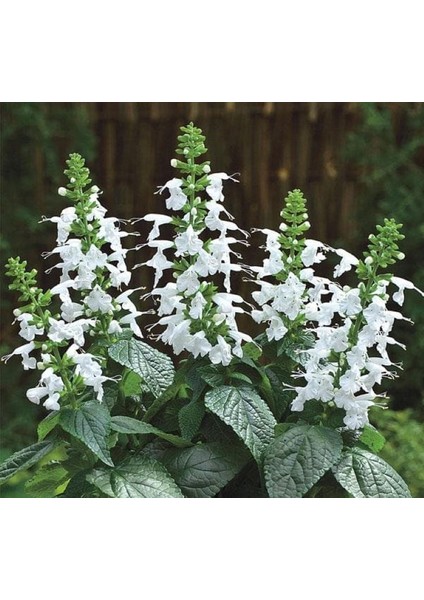 Bahçe Tohum Beyaz Ateş Çiçeği - Salvia F1 Tohumu ( 30 Tohum )