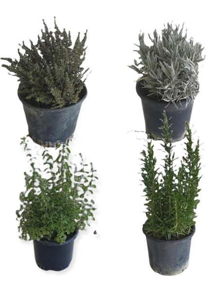Aromatik Bitkiler, Mis Kokulu, 4'lü Mutfak Seti, Büyük Boy, Mercan Köşk/lavanta/biberiye/kekik