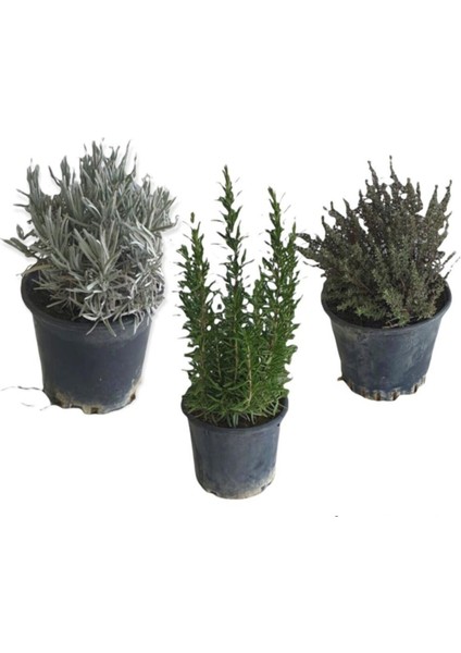 Aromatik Bitkiler, Mis Kokulu, Şifalı, 3'lü Mutfak Seti, Büyük Boy, Lavanta/biberiye/kekik