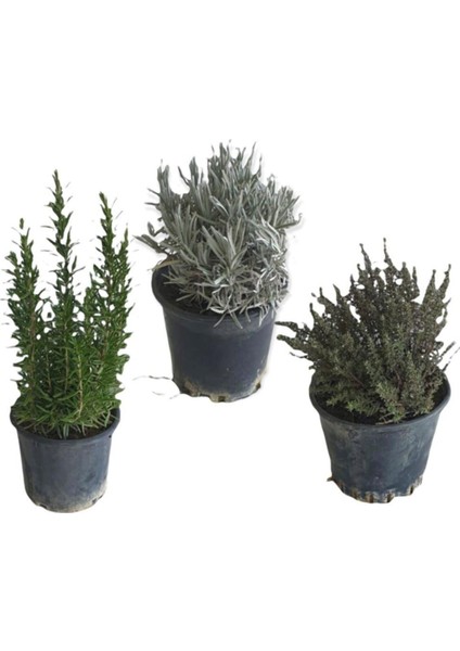 Serada Decor Plant Aromatik Bitkiler, Mis Kokulu, Şifalı, 3'lü Mutfak Seti, Büyük Boy, Lavanta/biberiye/kekik