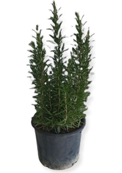 Serada Decor Plant Aromatik Bitkiler, Mis Kokulu, Şifalı, 3'lü Mutfak Seti, Büyük Boy, Lavanta/biberiye/kekik