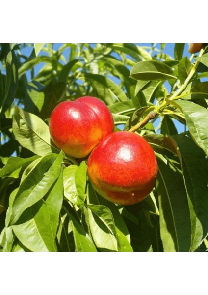 Fidan Paketim Star Red Gold Nektarin Ağacı