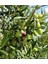 ( 2 Adet ) Aşılı Gemlik Trilye Zeytin Fidanı 2 Yaş 4