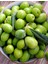 ( 7 Adet ) Aşılı Gemlik Trilye Zeytin Fidanı 2 Yaş 1