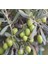 ( 7 Adet ) Aşılı Gemlik Trilye Zeytin Fidanı 2 Yaş 3