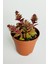 Benek Piramit Yaprak Nadir Tür Sukulent Kırmızı Crassula Exilis Picturata Küçük Beyaz Çiçek Verir Yıldız Yapraklı 5.5 cm Saksıda 1