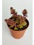 Benek Piramit Yaprak Nadir Tür Sukulent Kırmızı Crassula Exilis Picturata Küçük Beyaz Çiçek Verir Yıldız Yapraklı 5.5 cm Saksıda 2