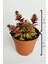 Benek Piramit Yaprak Nadir Tür Sukulent Kırmızı Crassula Exilis Picturata Küçük Beyaz Çiçek Verir Yıldız Yapraklı 5.5 cm Saksıda 5