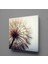 Karahindiba Çiçeği Resimleri Kanvas Tablo 70X70CM 1