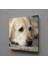 Beyaz Masum Köpek Kanvas Tablo 110X110CM 1