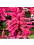Pembe Ateş Çiçeği - Salvia F1 Tohumu ( 30 Tohum ) 1