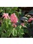 Pembe Ateş Çiçeği - Salvia F1 Tohumu ( 30 Tohum ) 3