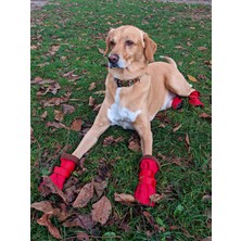 Utd Pet Pawty-C Cırtlı Yumuşak Köpek Ayakkabısı