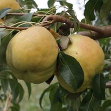 MG Bilişim Smargat Deveci Armut Fidanı 2 Yaş Aşılı Armut Fidanı