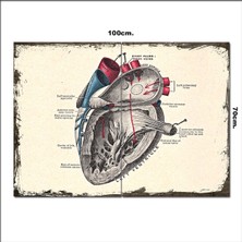 Bedeko Ahşap Tablo Kalbin Anatomisi  70*100CM