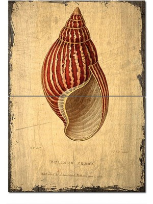 Bedeko Ahşap Tablo Zebra Renkte Deniz Kabuğu Model Ahşap Tablo