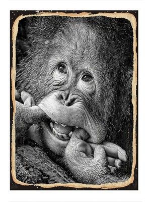 Bedeko Dil Çıkaran Maymun Tasarım Ahşap Tablo