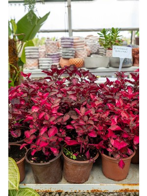 The Best Online Çingene Şalvarı Saksida 2 Adet