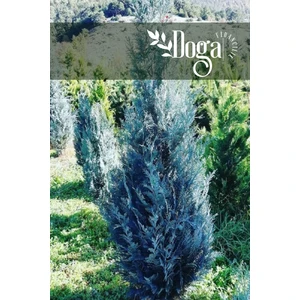 Doğa Fidancılık ( 4 Adet ) Tüplü Mavi Servi Çam Ağacı Fidanı 3 Yaş