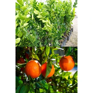 Doğa Fidancılık 2 Adet Tüplü Washıngton Portakal Fidanı 3 Yaş