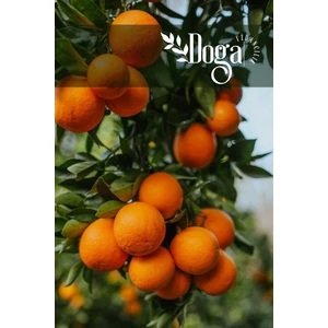 Doğa Fidancılık Tüplü Washıngton Portakal Fidanı 3 Yaş