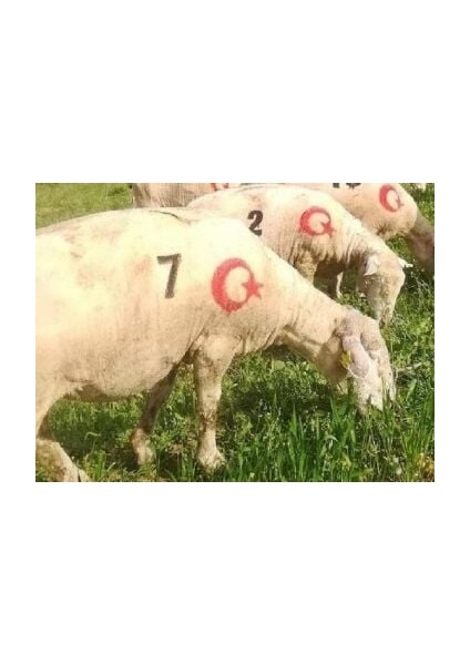 Damga Seti 11CM + Ay Yıldız Hediyeli modelleri