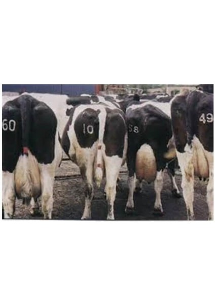 Damga Seti 11CM + Ay Yıldız Hediyeli fırsatları