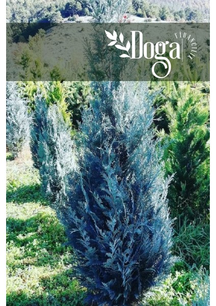 ( 4 Adet ) Tüplü Mavi Servi Çam Ağacı Fidanı 3 Yaş