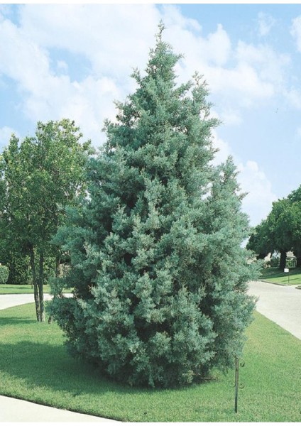 ( 4 Adet ) Tüplü Mavi Servi Çam Ağacı Fidanı 3 Yaş fiyatları